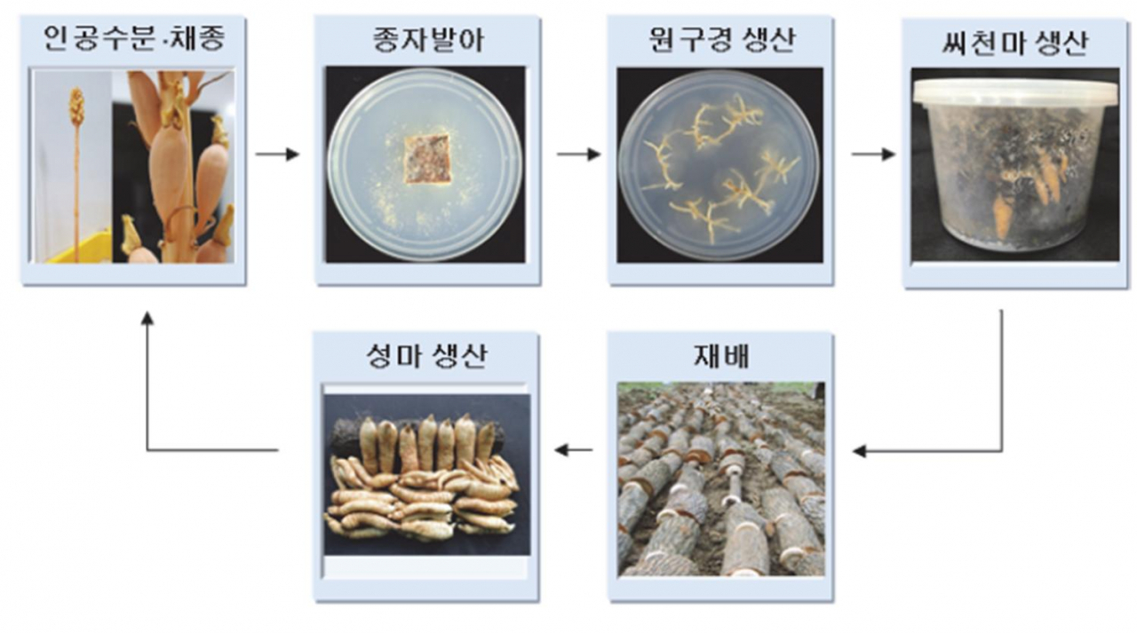 씨천마 유성번식 모식도