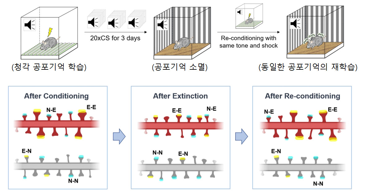 공포학습에 의해 기억저장 시냅스(Synapitc engram, E-E)의 크기가 증가했고, 반대로 공포기억의 소멸로 크기가 감소했다. 동일한 공포기억을 학습시키면 작아졌던 기억저장 시냅스의 크기가 회복됐다. 이는 기억저장 시냅스가 기억의 상태를 반영함을 보여준다. [강봉균 교수 연구팀 제공]