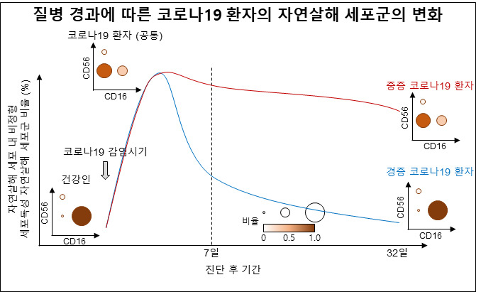 질병 경과에 따른 코로나19 환자의 자연살해 세포군의 변화.[KAIST 제공]
