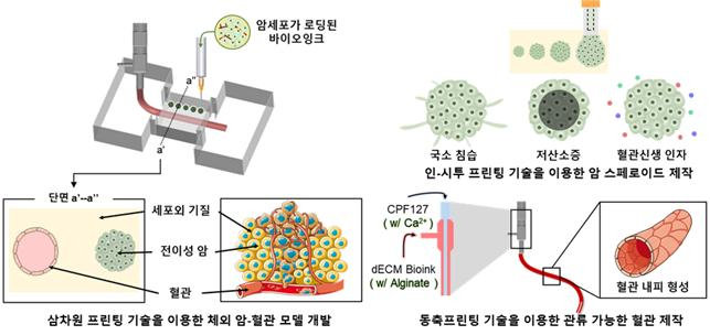 인-시투 프린팅 기술을 이용한 암-혈관 모델 제작 모식도.[포스텍 제공]
