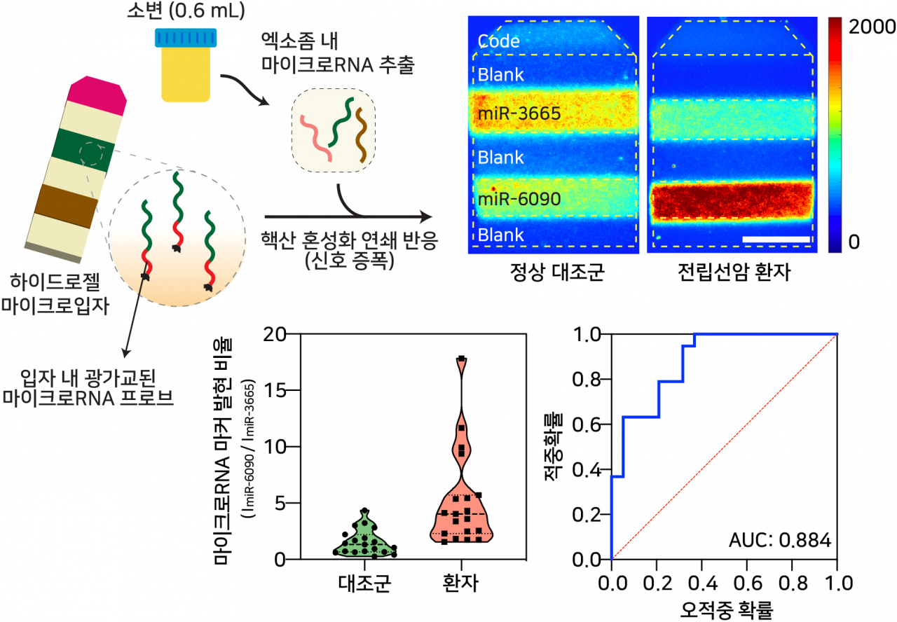 전립선암 환자군과 정상 대조군의 소변 유래 엑소좀 내 마이크로RNA 동시 다중 신호 증폭 및 임상진단 활용 가능성 검증.[KIST 제공]