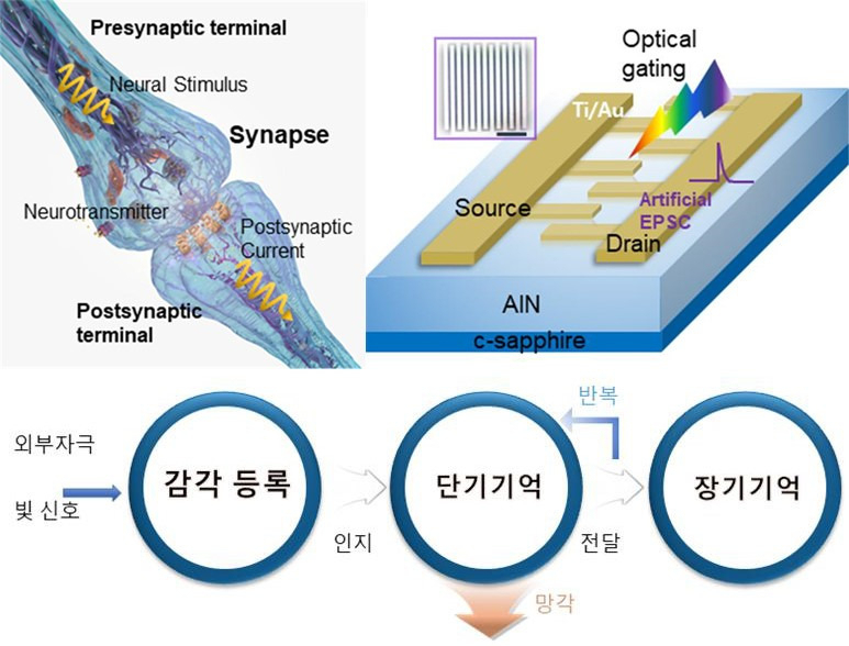 생체시냅스구조와 이를 모방해 제작된 화합물반도체 인공시냅스소자 개략도.