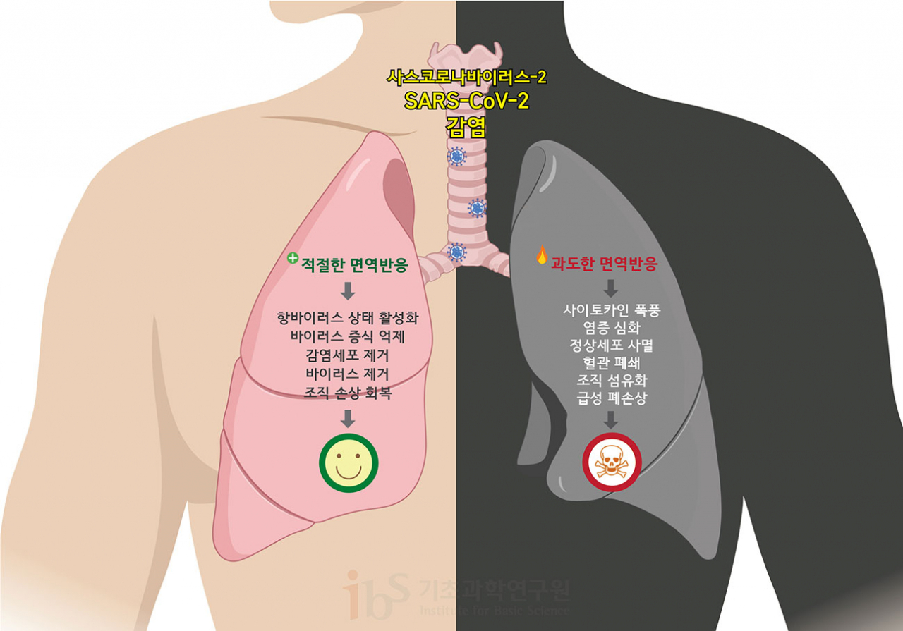 적절한 면역 반응은 바이러스의 증식을 억제하고 바이러스에 감염된 세포를 제거하는 등 이롭게 작용한다. 하지만, 과도해지면 오히려 사이토카인 폭풍을 일으키고 정상세포에도 피해를 줘 조직 손상 및 심한 경우 사망에까지 이를 수 있다. [ibs제공]