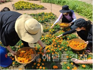 생애주기별 맞춤형 치유농업 프로그램 참가자들의 활동 모습. [서울시 제공]
