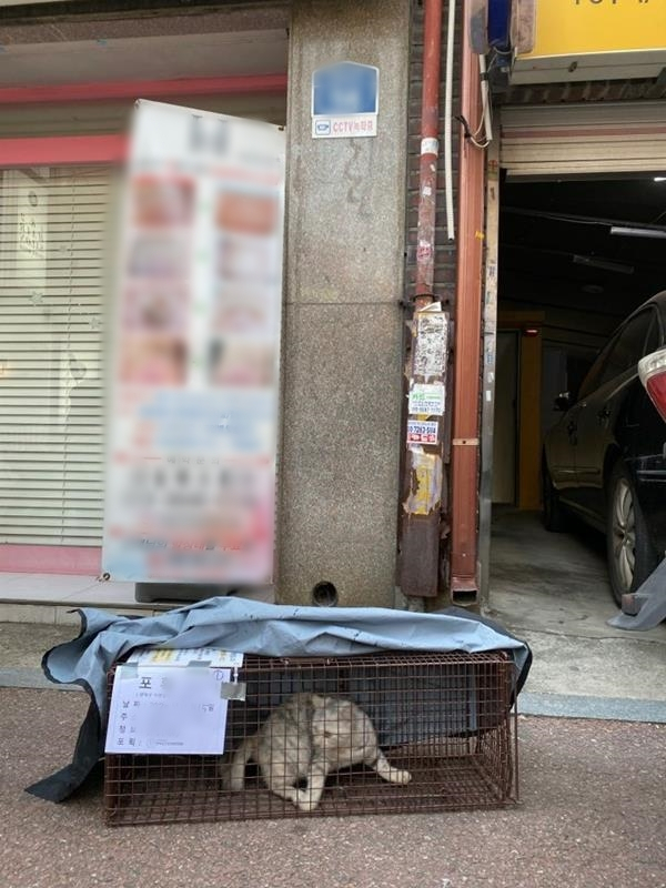 은평구, 길고양이 중성화(TNR)사업 9월 재개. [서울시 제공]