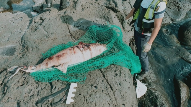 지난 29일 서귀포시 대정읍 신도리 해안가에서 발견된 남방큰돌고래 사체. [서귀포해양경찰서 제공]