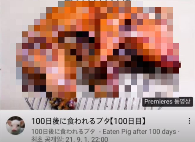 유튜브 채널 '100일 후에 먹히는 돼지' 영상 캡처