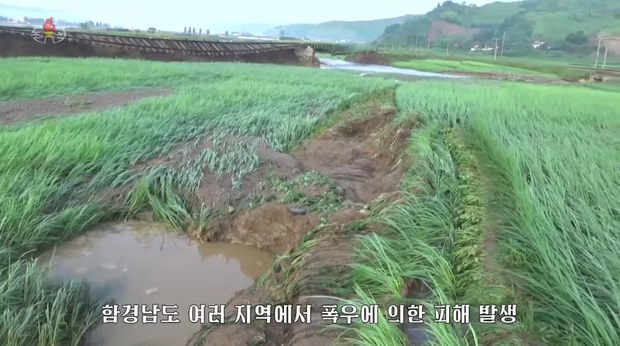 North Korea's state TV airs footage of rice paddies damaged by heavy downpours in South Hamgyong Province in August. (Yonhap)
