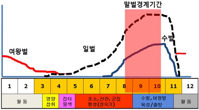 사회성 말벌류의 연중 생활사와 계절 별 개체군 변화. [소방청 제공]