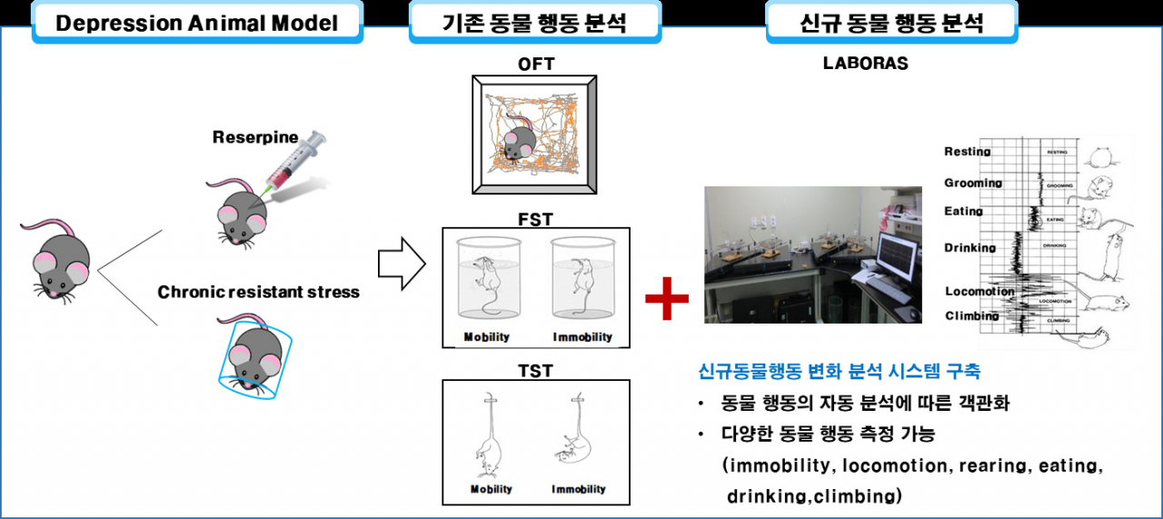 방풍통성산의 우울 개선 효능 연구 결과.[한국한의학연구원 제공]