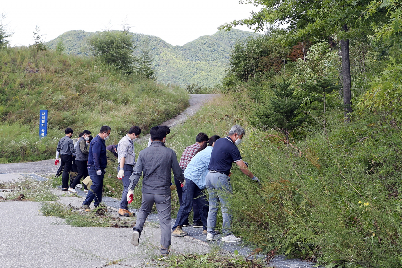 강원랜드, 돼지풀·가시상추 등 생태계 교란식물 제거