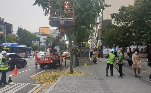 은행 채취에 사용되는 고소작업차. [서울시 제공]