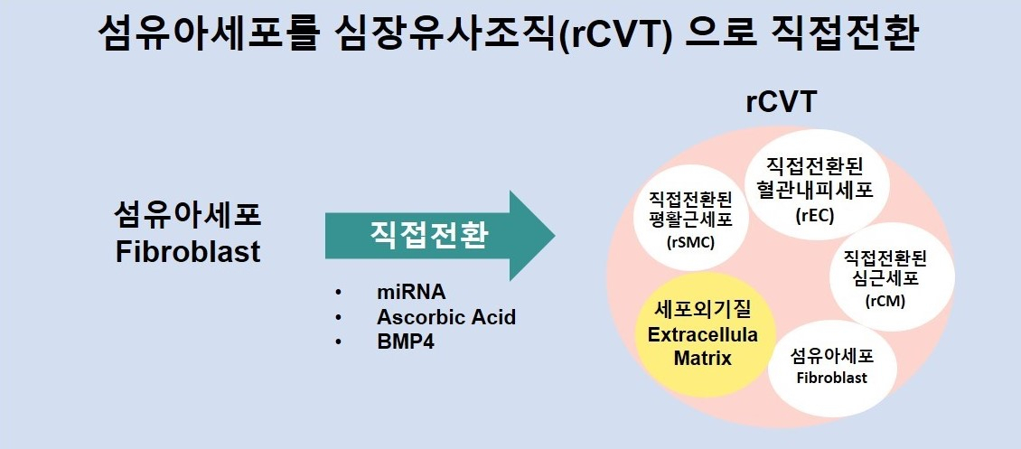 (그림1) 섬유아세포를 심장유사조직(rCVT)으로 직접전환하는 과정.