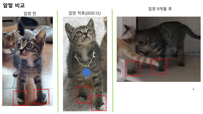 한 누리꾼이 구조해 돌보던 유기묘를 연예인에게 입양보냈다가 바꿔치기 당했다며 의혹을 제기해 논란이 일고 있다. [온라인 커뮤니티 캡처]