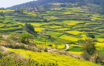 완도 청산도