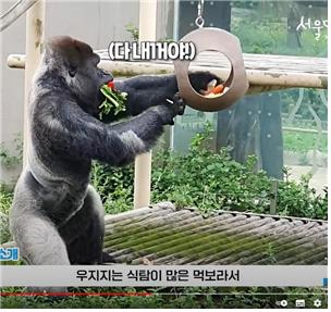 서부로랜드 고릴라 '우지지'. [서울시 제공]