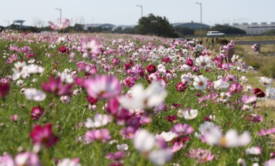 낮과 밤의 길이가 같아지는 절기상 추분(秋分)인 지난 23일 영종도 인천국제공항 하늘정원을 찾은 시민들이 코스모스를 감상하고 있다.[연합]