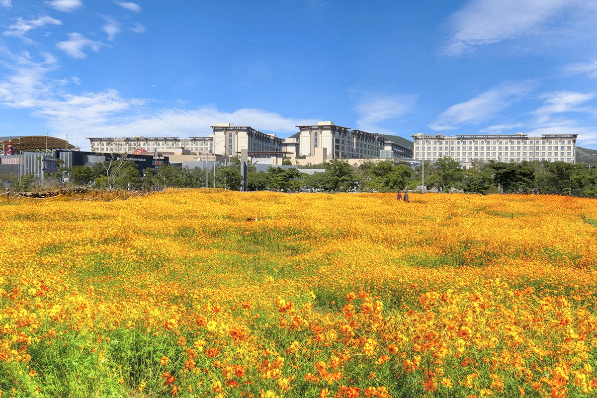 제주 신화가든 황화코스모스 황금들녘