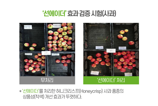 팜한농은 농작물 생육조절 약제 '선에이더'를 사과에 적용해 효과를 검증했다. [팜한농 제공]