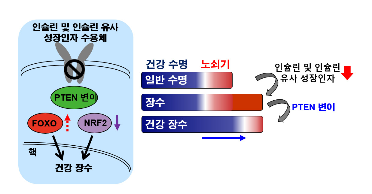 건강한 장수를 유도하는 돌연변이 유전자 연구 관련 모식도. [KAIST 제공]
