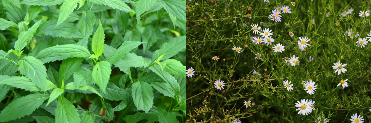 섬쑥부쟁이(좌), 쑥부쟁이(우)[농촌진흥청 제공]