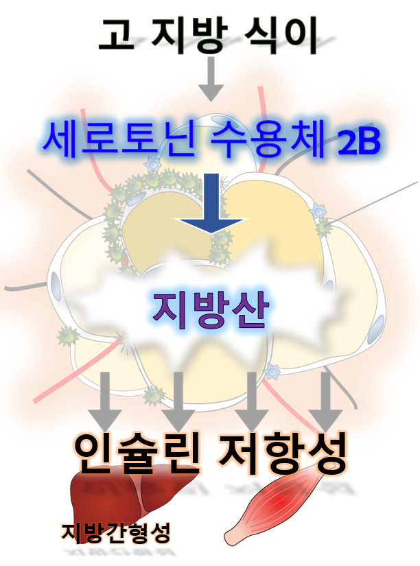 지방세포의 세로토닌 2B 신호전달에 의한 생체 내 조직의 변화 모식도.[KAIST 제공]