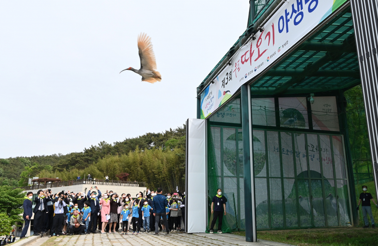 3차 따오기 야생 방사 때의 모습. 4차 방사는 14일 오후 진행된다.