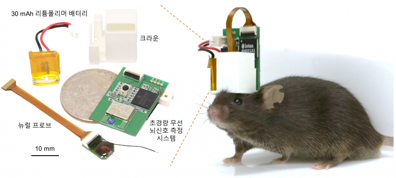 개발한 초경량 무선 뇌 신호 측정 시스템 및 시스템이 장착된 생쥐.[IBS 제공]