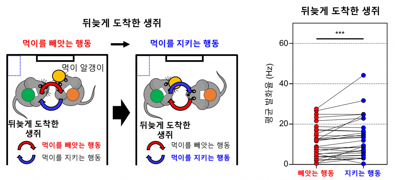 뒤늦게 도착한 생쥐가 먹이를 빼앗는 행동에서 지키는 행동으로 전환할 때의 내측 전전두엽의 뇌신호 변화.[IBS 제공]