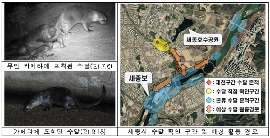 세종 도심하천에 멸종위기 수달 포착…환경부 