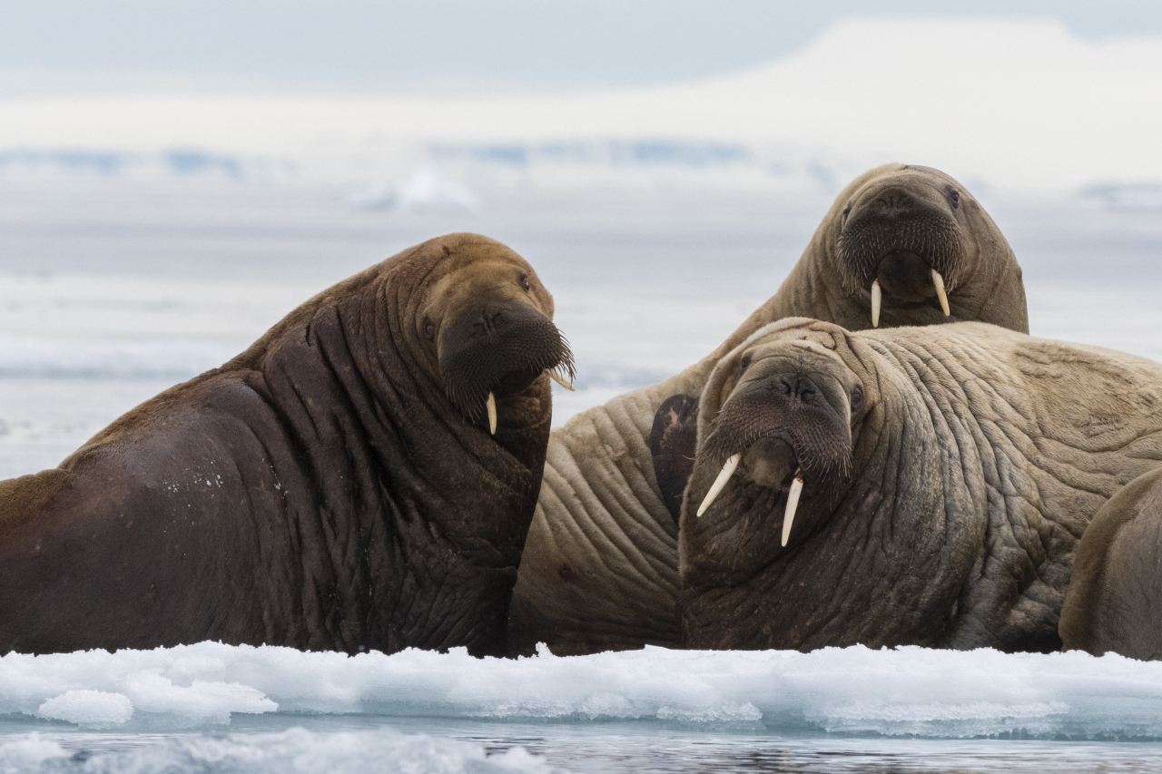 북극에 서식하는 바다코끼리. 세계자연기금(WWF)에 따르면 10년마다 약 13%의 여름 해빙이 녹고 있어 바다코끼리에 대한 연구가 시급한 상황이다. WWF는 우주 위성 사진을 통해 바다코끼리의 개체수를 추적하는 프로젝트를 진행 중이다. [게티이미지뱅크]