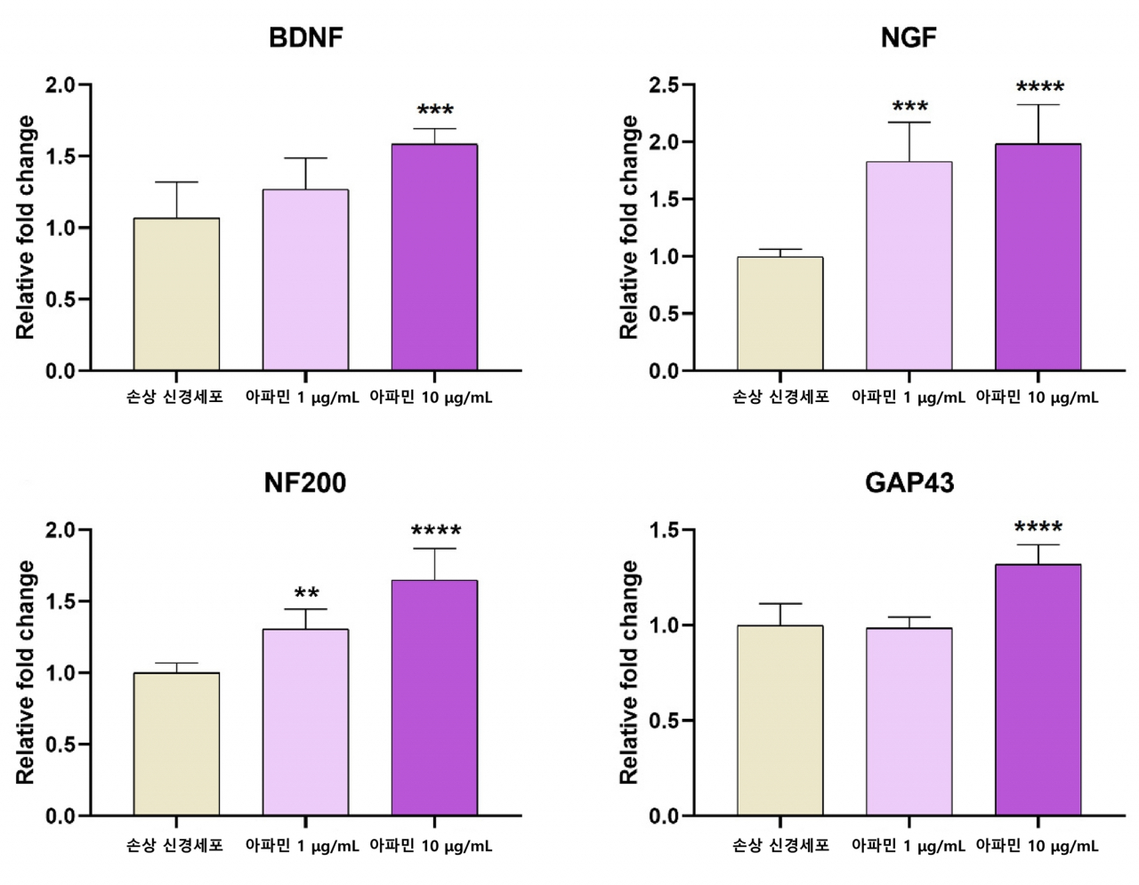 [사진설명] 아파민을 처리한 신경세포에서 DBNF, NGF, NF200, GAP-43의 발현이 유의하게 증가했다
