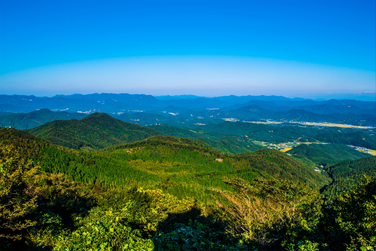 고창 문수산 편백나무 숲(원경)