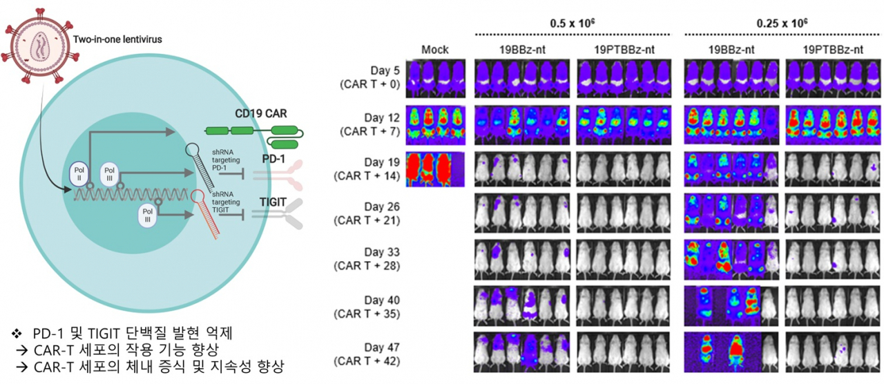 CAR-T 세포치료제 연구 개념도.[KAIST 제공]