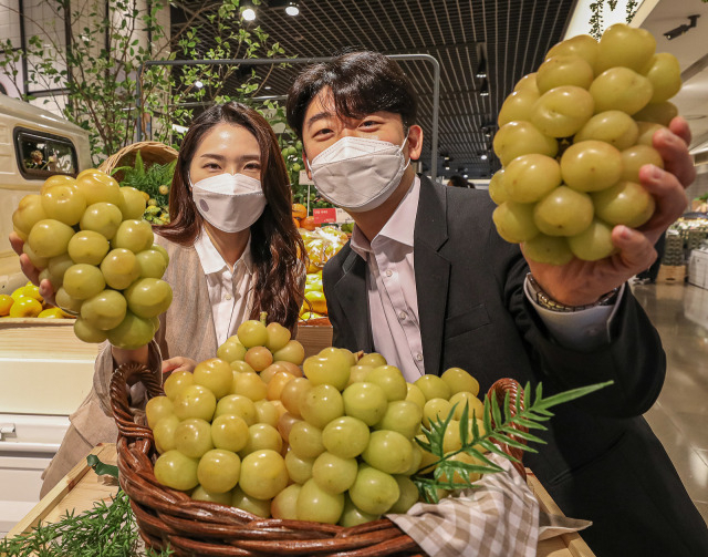 22일 서울 강남구 현대백화점 무역센터점에서 직원들이 대황옥 포도를 선보이고 있다. [현대백화점 제공]