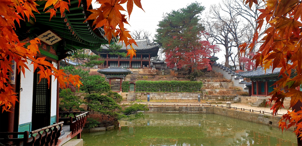 창덕궁 부용정의 단풍