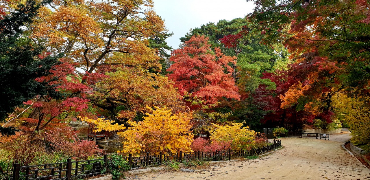 창덕궁단풍