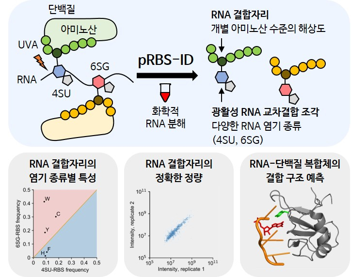 광활성 RNA를 이용한 pRBS-ID 연구 결과 모식도.[IBS 제공]