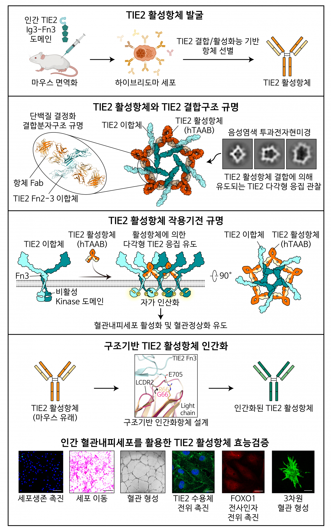 손상된 혈관을 정상으로 만드는 연구결과 내용 모식도.[IBS 제공]