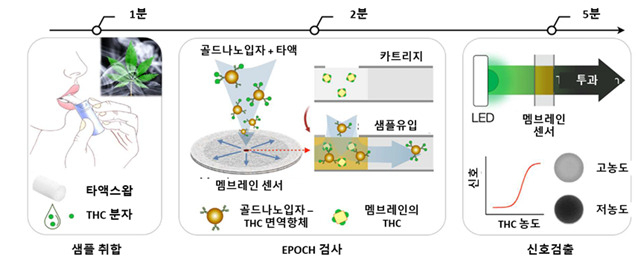 마리화나 흡연 현장 진단 기술을 이용한 마리화나 검출 과정.[IBS 제공]