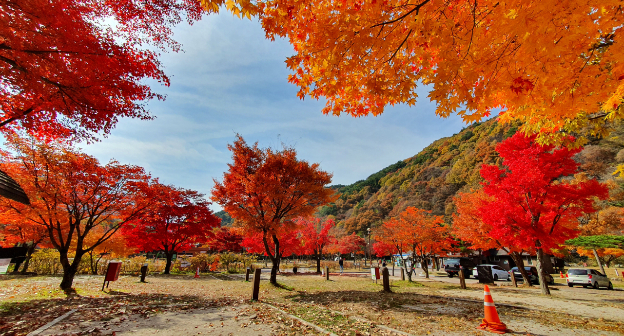 2일 전북 남원시 산내면의 지리산국립공원 달궁자동차야영장에 단풍이 물들어가고 있다. [연합]