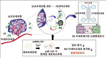 뇌교모세포종과 미세아교세포 간 환경조절을 위한 3차원 세포칩 기반 약물평가 플랫폼 모식도.[한국기초과학지원연구원 제공]