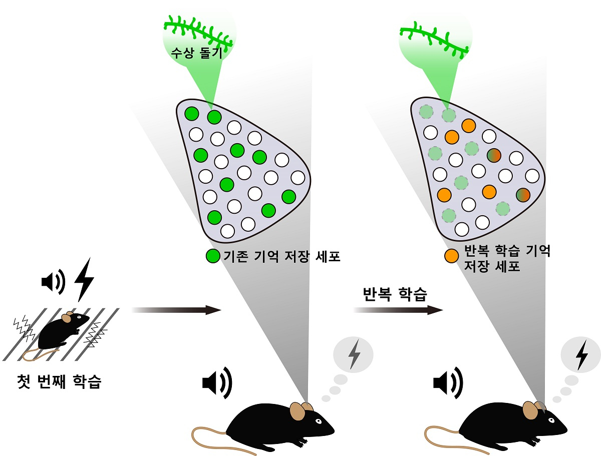 반복적인 소리 공포 조건화 학습으로 재배치되는 기억 엔그램. 기존 엔그램 세포의 시냅스 가소성이 감소하며 연결성이 약해지고 새로운 엔그램이 형성되어 공포 기억을 표상한다.[KAIST 제공]