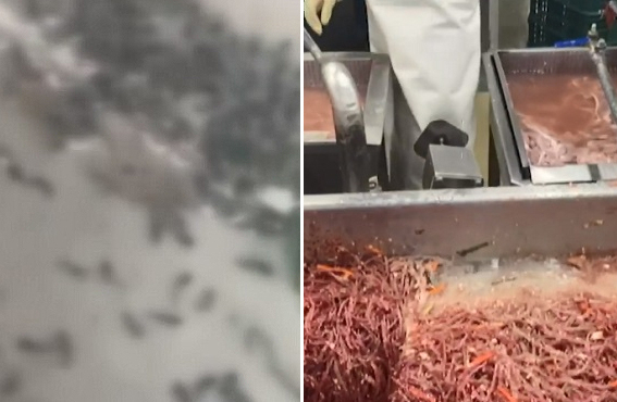 순대를 찌는 대형 찜기 아래 바닥에 벌레들이 붙어 있는 모습(왼쪽), 공장 천장에서 떨어지는 물이 순대 속 재료에 섞이는 모습. [KBS뉴스 방송화면 캡처]