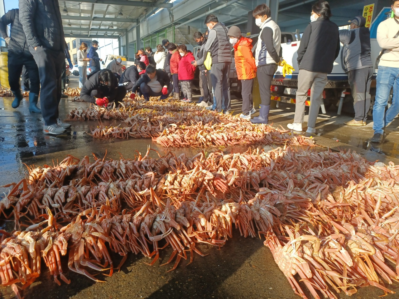 지난 2일 강구수협 위판장에서 올해 첫 영덕대게 위탁 판매가 진행됐다.[영덕군 제공]