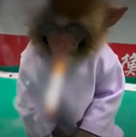 온라인 동영상 캡처