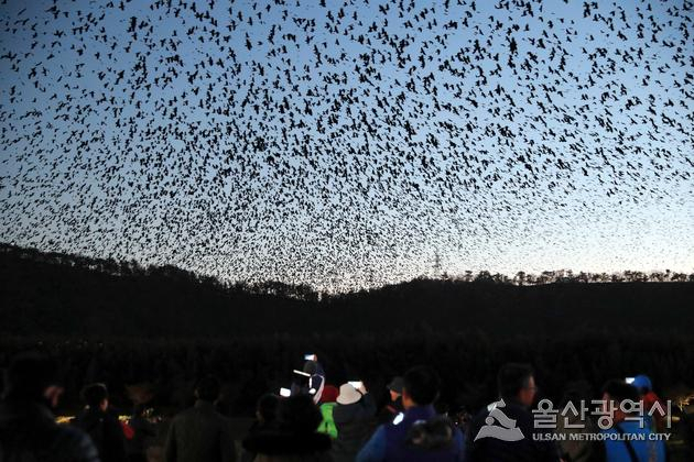 시민과 함께하는 태화강 떼까마귀 군무 달빛기행[사진=울산시]
