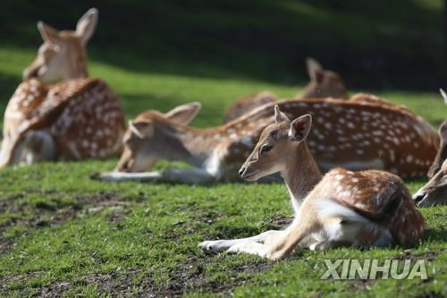 벨기에 동물원에서 쉬고 있는 흰꼬리사슴. [신화 연합]