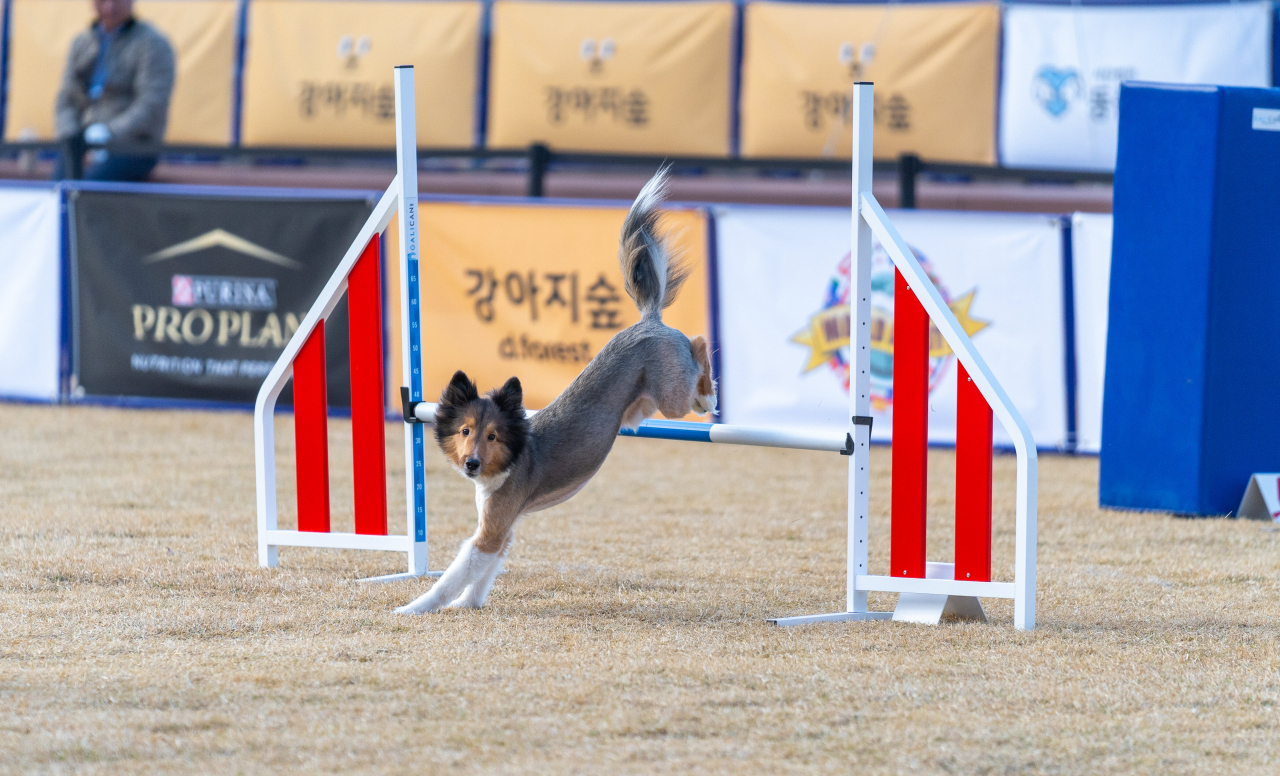 내년 세계대회 한국 국가대표 댕댕이 선발대회는 춘천 강아지숲 테마파크에서 진행됐다.