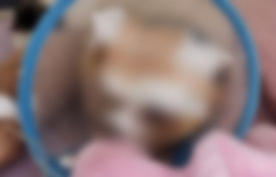[목포고양이보호연합]